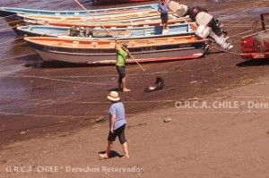 foca_06