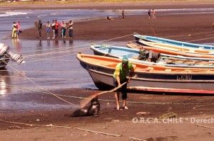 foca_11