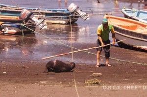 foca_14