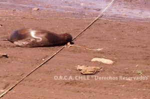 foca_15