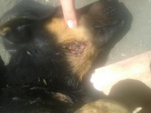 la foto 3