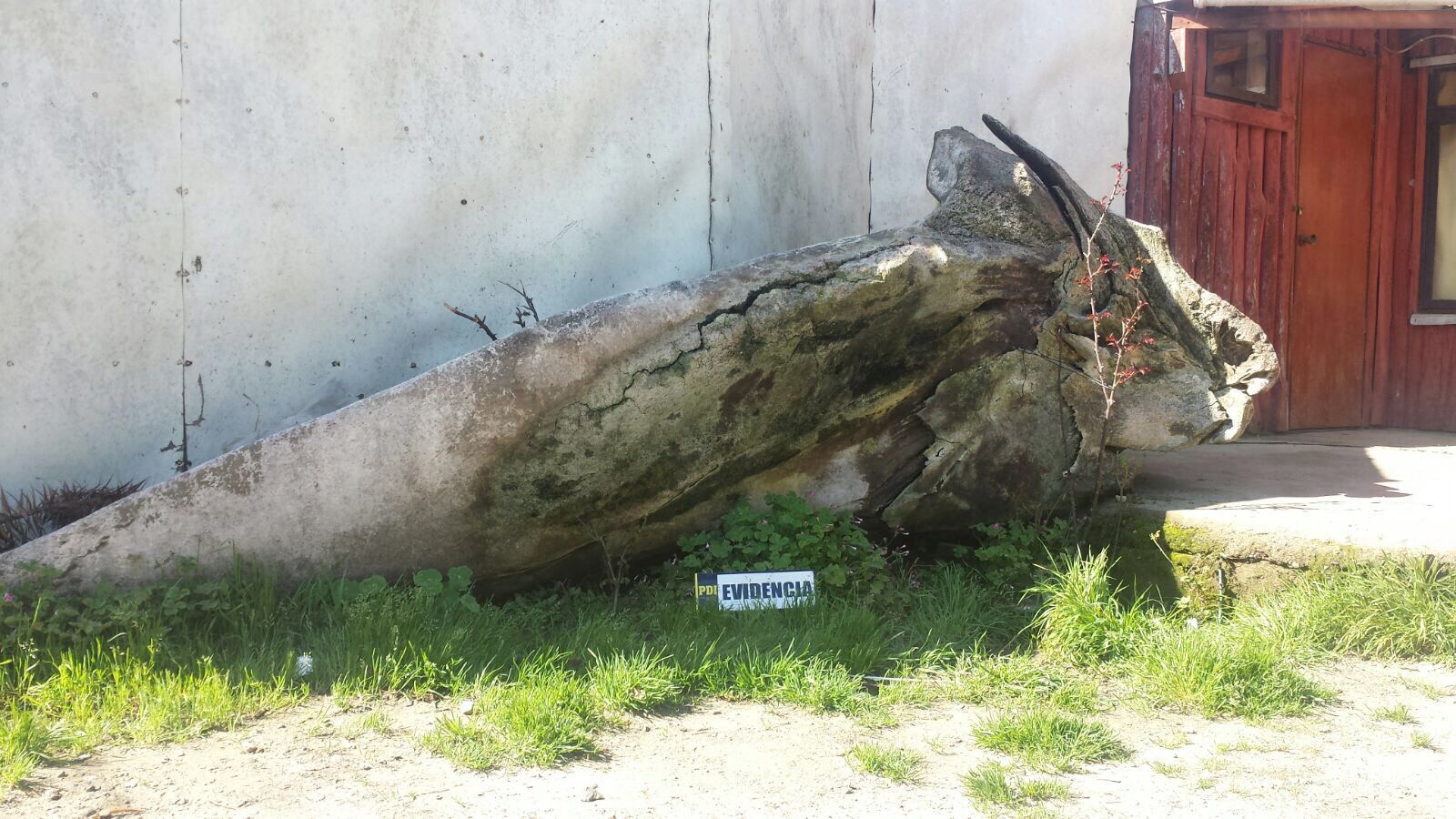 PDI incautó mandíbula de ballena de 4 metros en Laraquete que era ofrecida por Internet