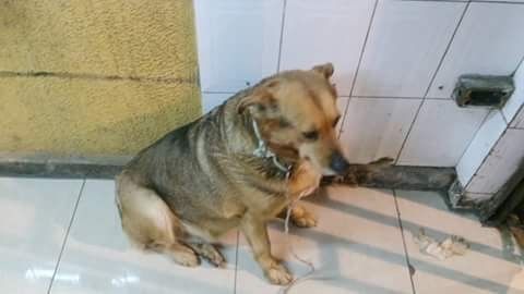 Personal municipal de Lota habría tenido violento actuar en operativo que terminó con perros maltratados y una detenida