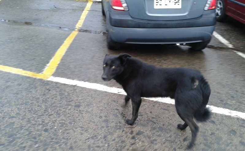 Ninguno se escapa: Perro vago pincha neumáticos en pleno centro de Cañete
