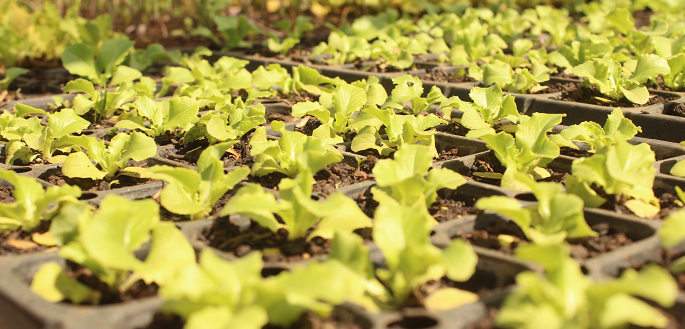 INIA capacita a comunidad mapuche de Tirúa en producción de plantines hortícolas