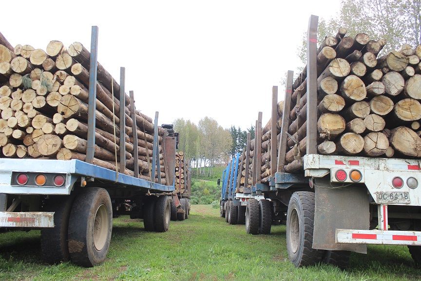 Cañete: Tres detenidos por hurto y receptación de madera y misma cantidad de camiones incautados