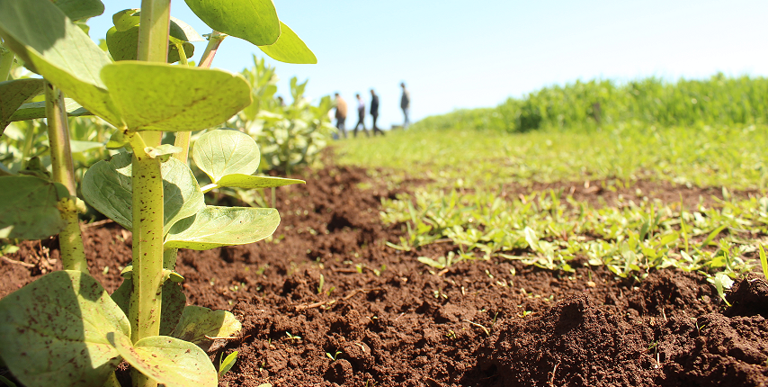 Comunidades indígenas de Tirúa son capacitadas en horticultura agroecológica para potenciar un mercado orgánico