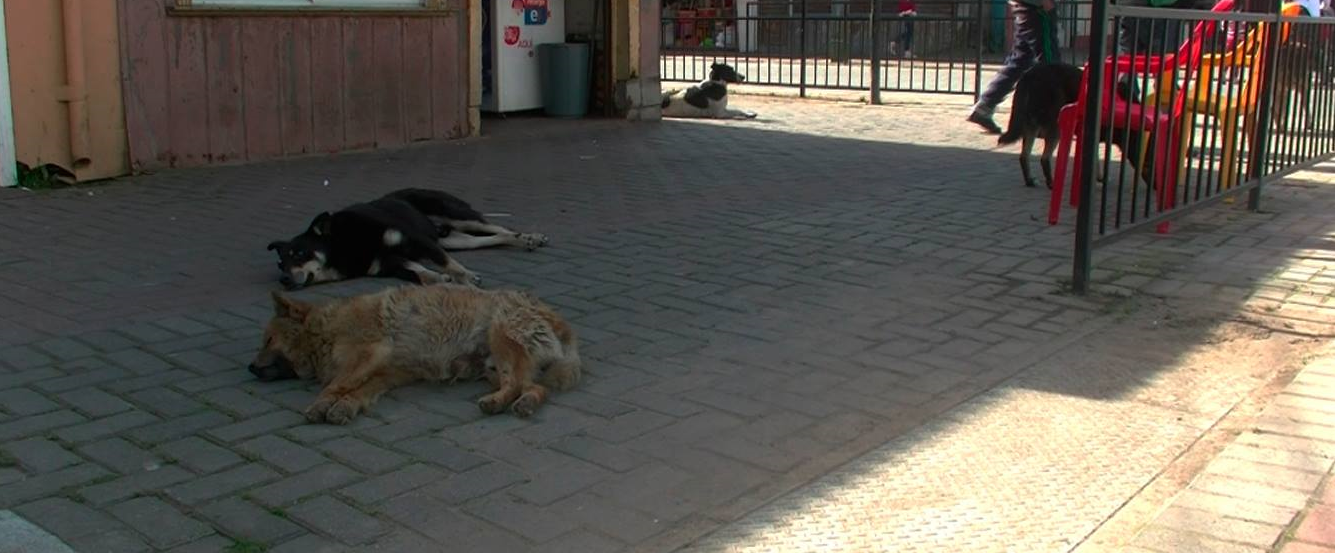 Mil perros y gatos podrán ser esterilizados en Lebu tras adjudicación de millonario proyecto de tenencia responsable