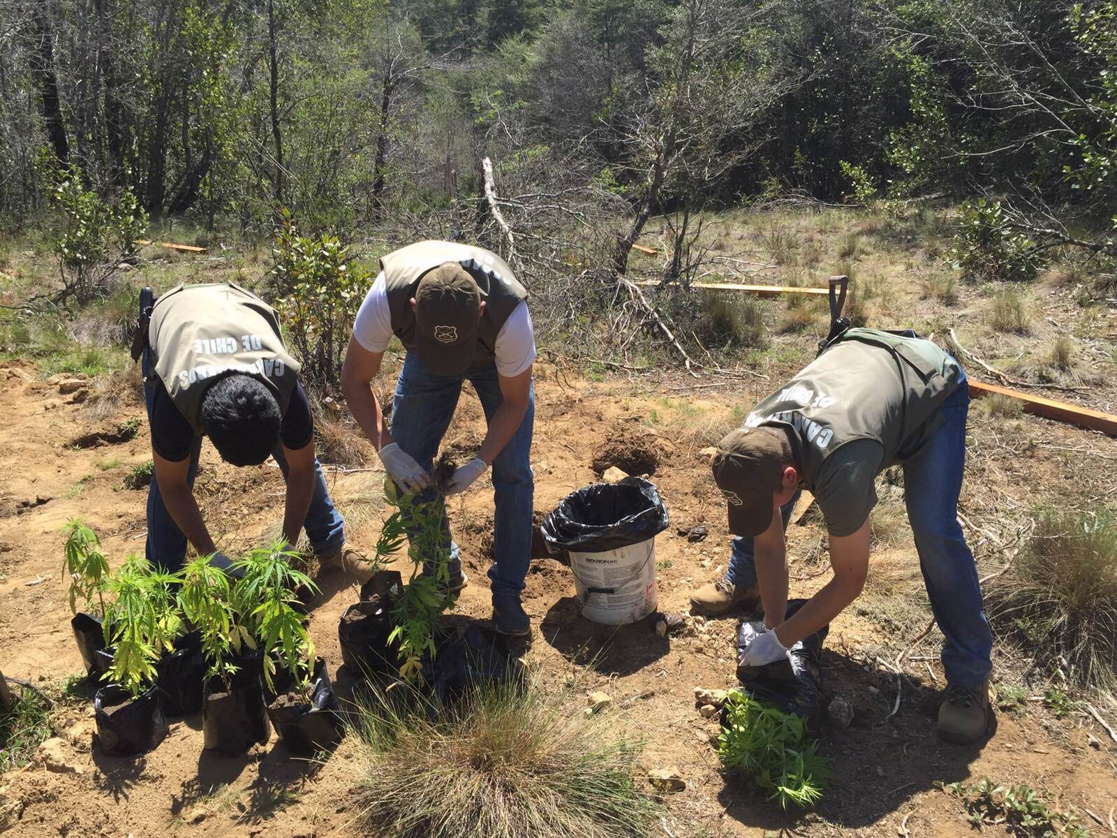 Personal especializado de Carabineros logra dar con plantación de cannabis sativa en fundo de Pillin-Pilli