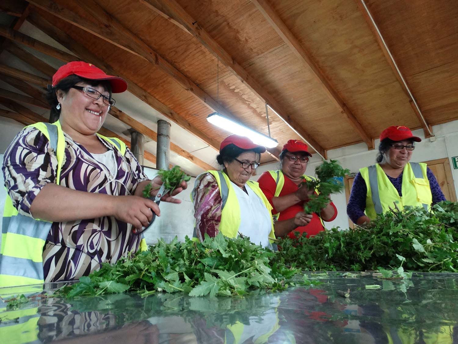 Alianza con empresa forestal permite a recolectoras de Cuyinpalihue emprender en comercialización de frutos silvestres