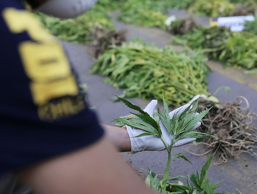 PDI descubrió en Los Álamos plantación de cannabis avaluada en 11 millones de pesos