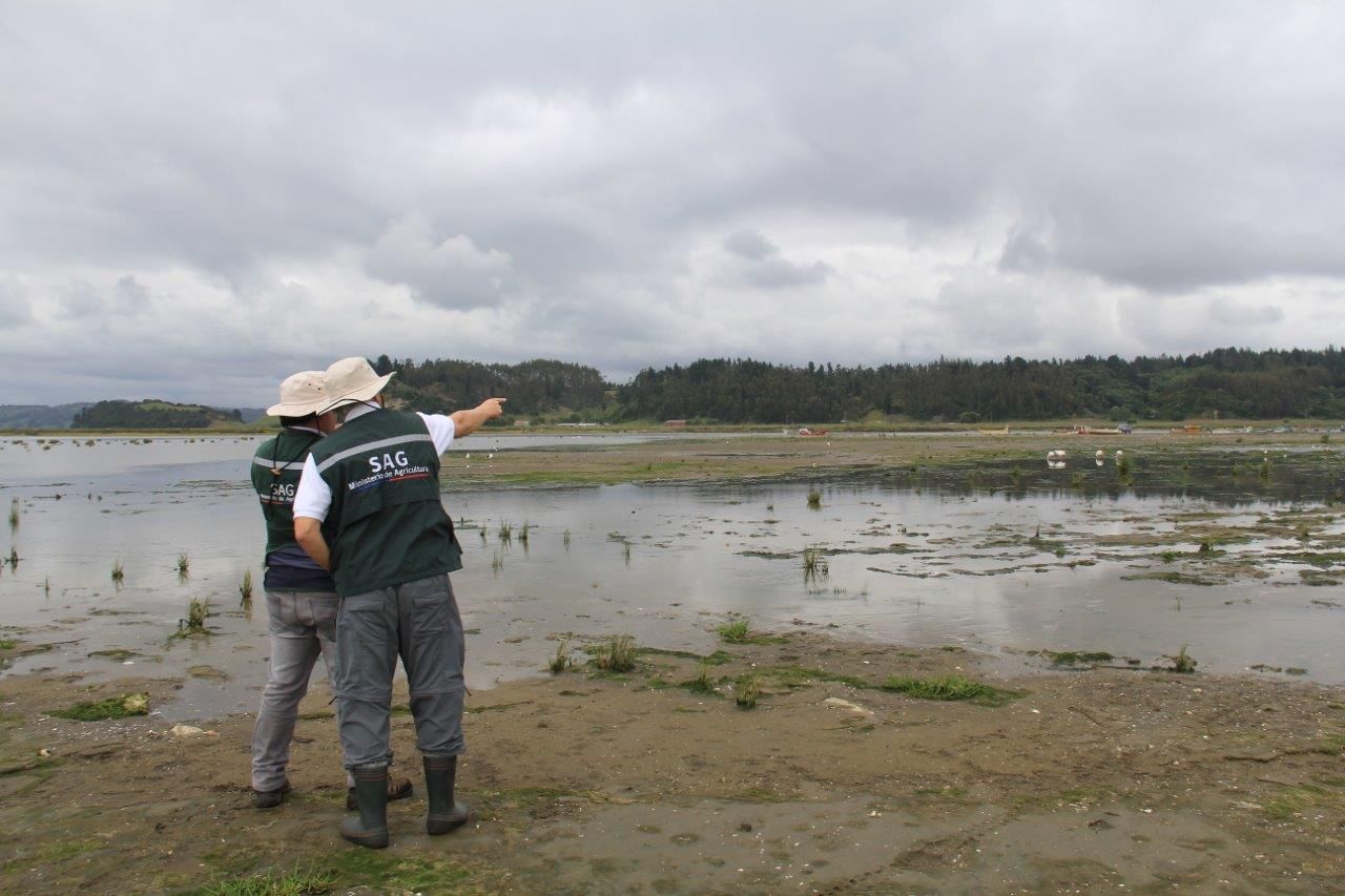 SAG vigila aves migratorias en Tubul-Raqui debido a influenza aviar que afecta ejemplares del hemisferio norte