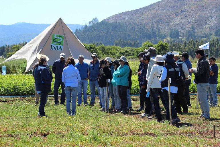 Investigadores agropecuarios INIA y profesionales Indap intercambiaron conocimientos en Parcela demostrativa Puyehue