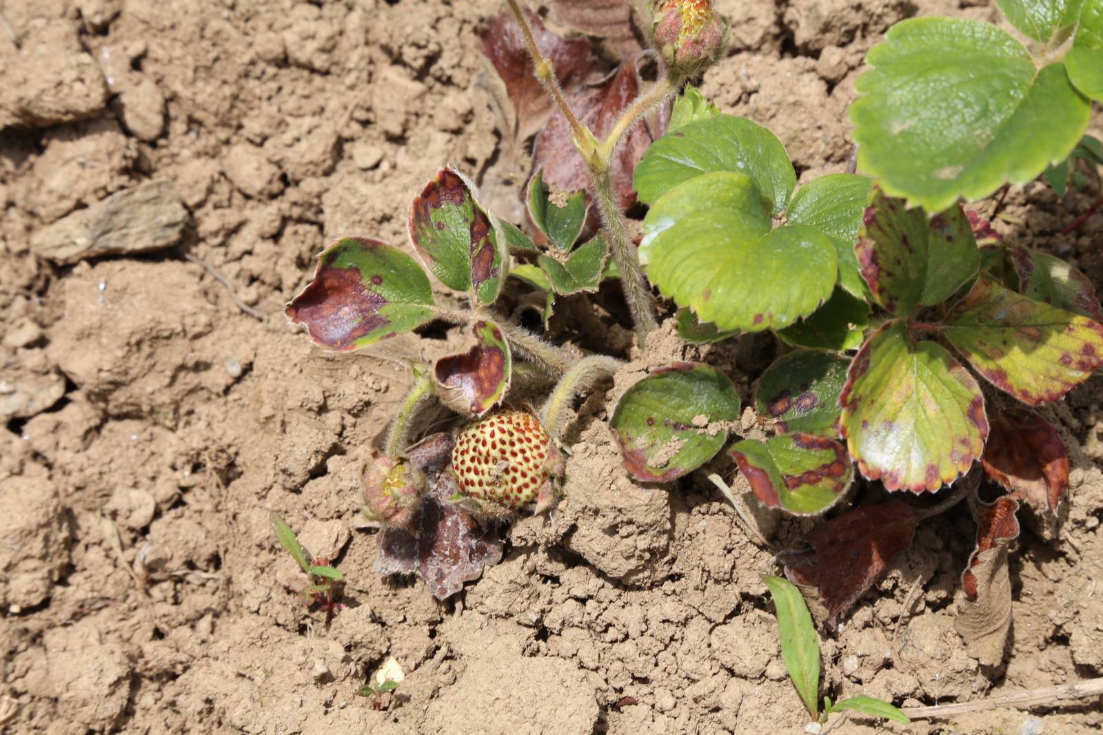 Rescatar y valorizar la Frutilla Blanca de Nahuelbuta es la misión que se autoimpusieron INIA en conjunto con agricultores de Purén y Contulmo