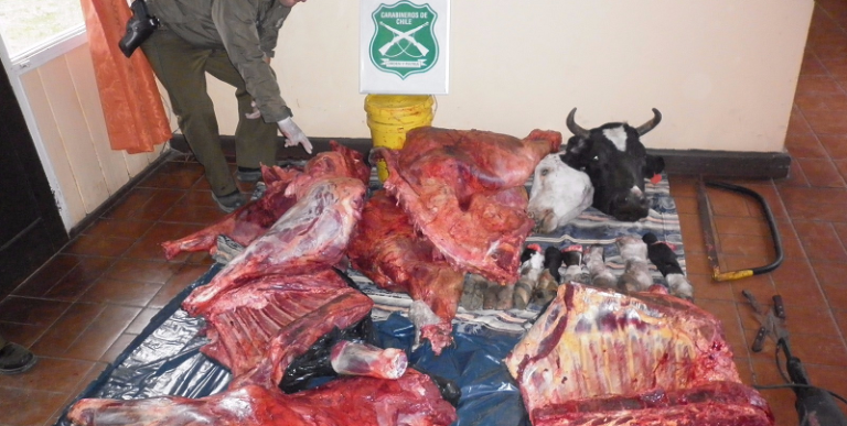 Dos sujetos que transportaban carne recién faenada fueron detenidos por Carabineros en sector rural de Arauco