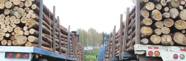 Empresario forestal en prisión preventiva por supuesto fraude al fisco por más de mil millones vinculados al robo de madera