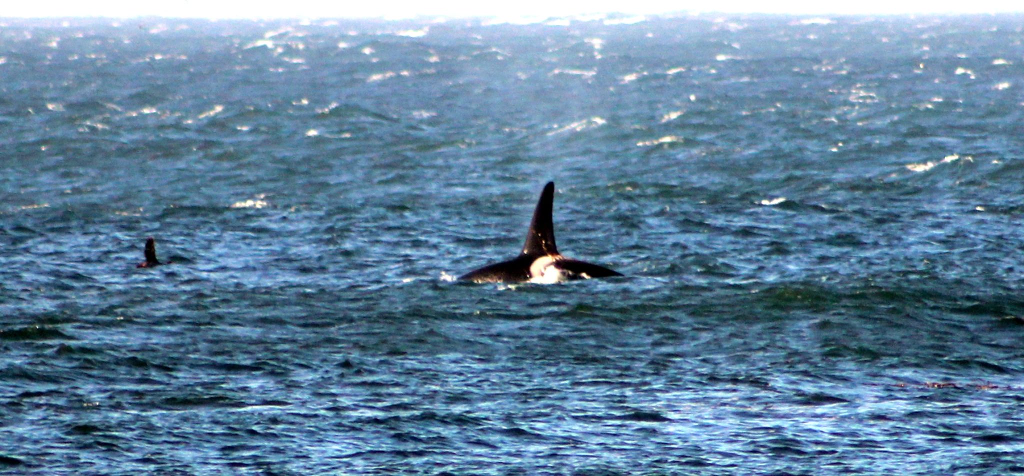 Surfistas fueron visitados por cuatro ejemplares de orcas en las costas de Lebu