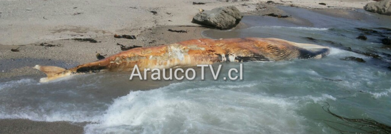 Encuentran ballena de 10 metros varada en playa de Isla Mocha