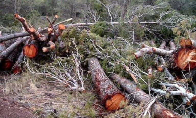 Comunero perdió la vida aplastado en faena forestal ilegal en Tirúa, mapuches se negaron a entregar el cuerpo
