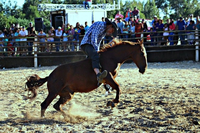 Revivieron las tradiciones en la IV Fiesta de Domadura de Potros y Novillos en Temuco Chico