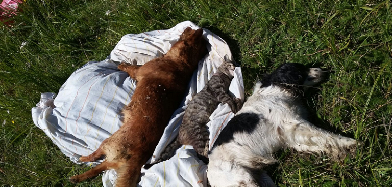 Vecinos indignados tras muerte de 7 mascotas presuntamente envenenadas en Villa Tucapel de Cañete