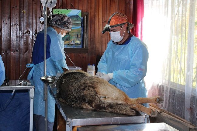 Continúa operativo de esterilización para perros y gatos en Lebu