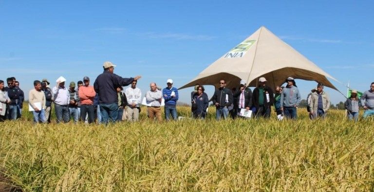 Dos nuevas variedades de arroz lanzó INIA