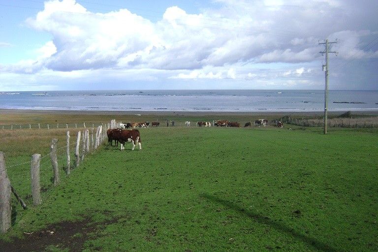 Avanza plan de control de tuberculosis bovina en la isla Mocha