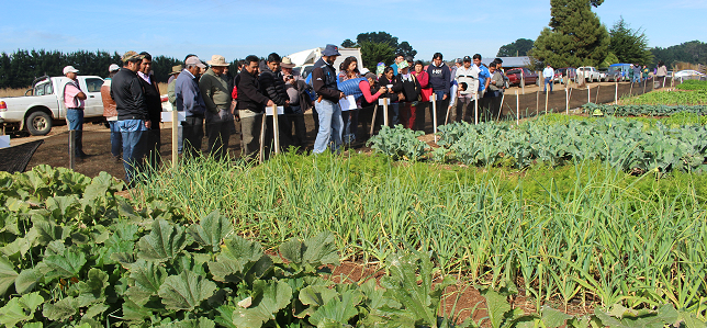 Conozca los “Días de Campo” que el INIA desarrolla para agricultores de la provincia de Arauco