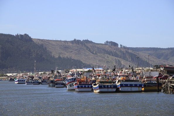 Alcalde de Lebu solicita declarar a la reineta como especie migratoria