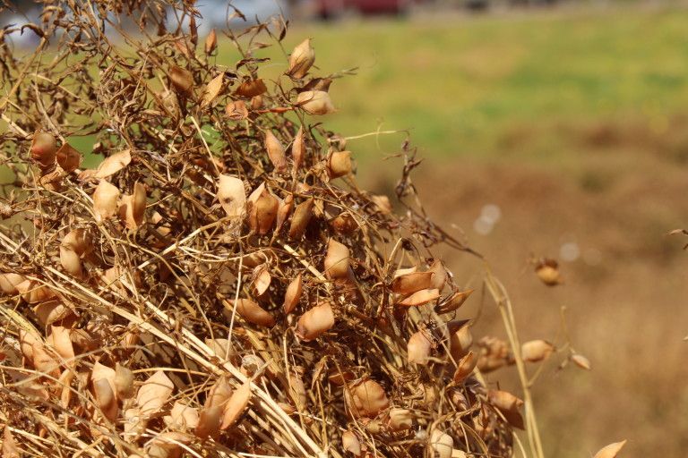 En Cañete se desarrolla importante proyecto internacional que busca generar una variedad de lenteja de contra – estación