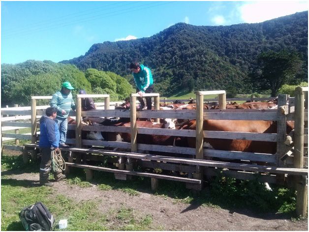 Isla Mocha: Plan de control de tuberculisis bovina registró disminución