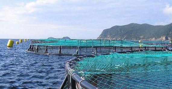 Alcaldes de Arauco7 se oponen a a instalación de salmoneras en la provincia
