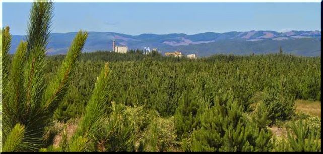 La madera, valor de Chile