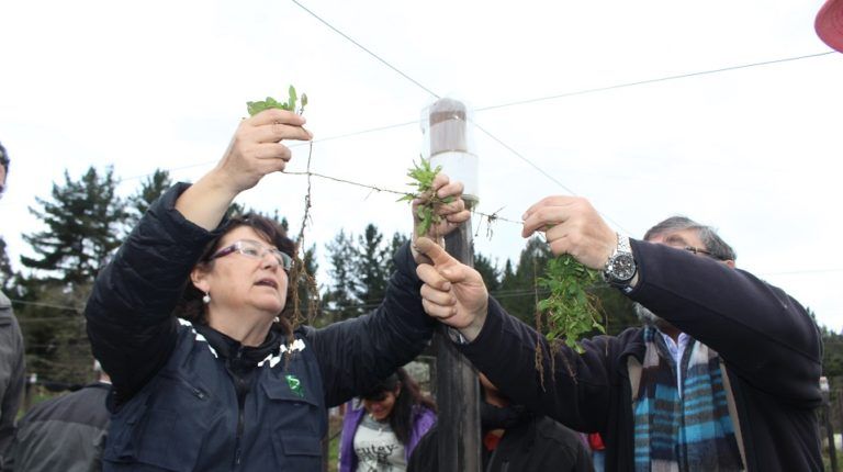 Inédito proyecto de cultivo de plantas in vitro de frutilla blanca se enfocó en el esencial control de maleza