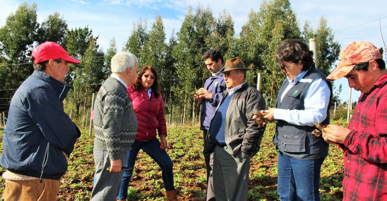 Productores de frutilla blanca de Nahuelbuta aprendieron de mano de INIA sobre prevención de enfermedades