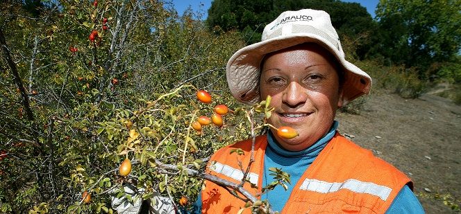 Recolectores de Ñuble y Aysén intercambiaron experiencias para agregar valor a la actividad