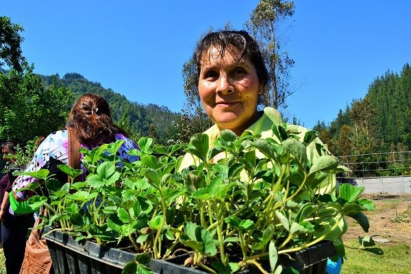 Nueva entrega de ejemplares in vitro reafirma el rescate de la Frutilla Blanca de Nahuelbuta