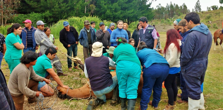Universitarios junto a CTTE en operativo ganadero que benefició a más de 1300 animales de la provincia