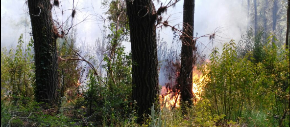 Bomberos de Contulmo concurre a incendio forestal en cruce Pata de Gallina
