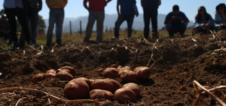 CAÑETE BUSCA SER PRODUCTOR DE SEMILLAS DE PAPAS CERTIFICADAS PARA AUTOABASTECIMIENTO Y COMERCIALIZACIÓN