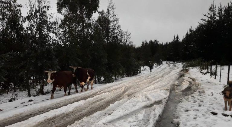 Municipio de Cañete inicia campaña solidaria para juntar fardos por intensas nevadas