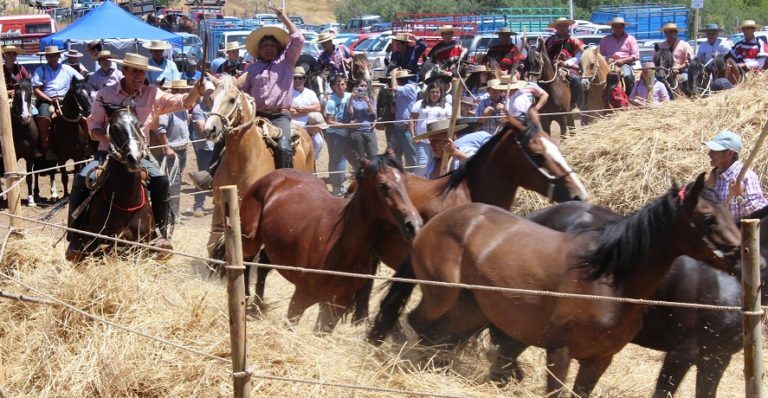 TRILLA A YEGUA SUELTA ATRAJO MÁS DE 2 MIL PERSONAS AL SECTOR EL PELEY DE QUILLÓN