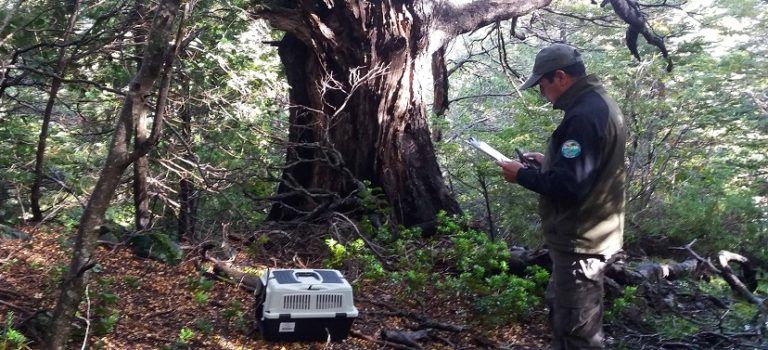 Funcionarios del SAG y Conaf: Devuelven a su hábitat a monito del monte en Parque Laguna del Laja