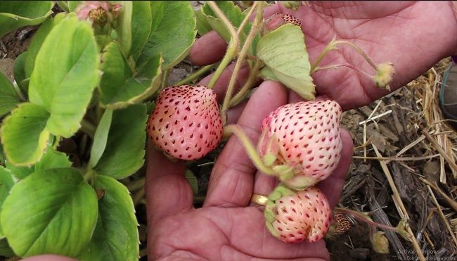 En la zona de Nahuelbuta INIA concluyó emblemático proyecto de rescate de frutilla blanca