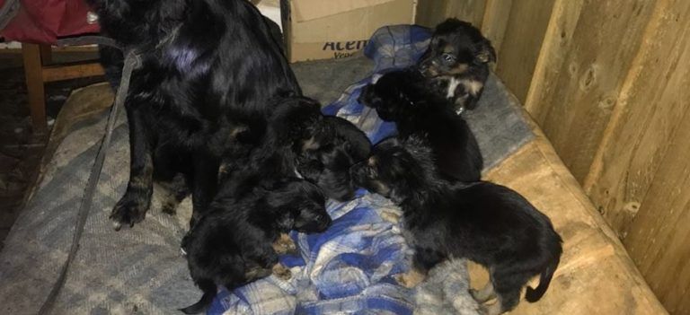 ADULTO MAYOR DE BUEN CORAZÓN PIDE AYUDA PARA CUIDAR A CACHORROS PERROS
