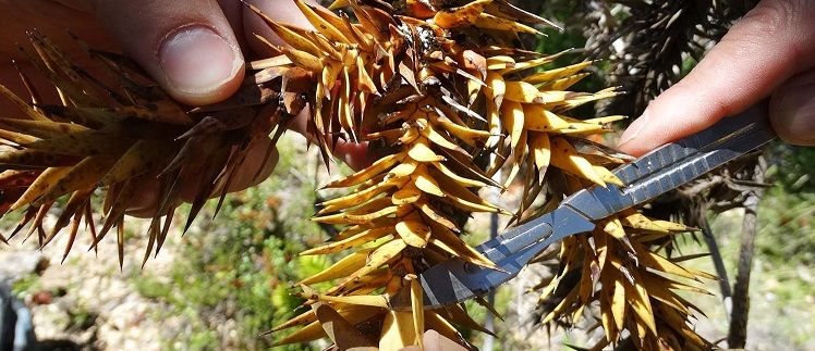Cambio climático estaría relacionado con mortalidad de Araucarias en Cordillera Nahuelbuta