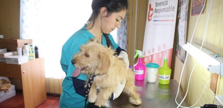 MUNICIPIO DE CAÑETE PUSO EN MARCHA CONSULTA VETERINARIA