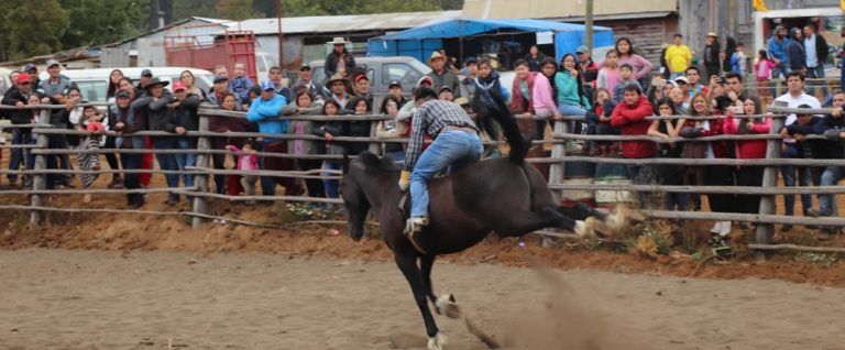EXITOSA VII FIESTA DE DOMADURA DE POTROS Y NOVILLOS