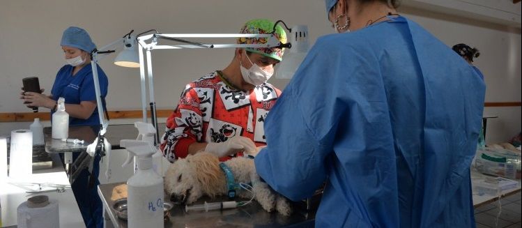 MUNICIPIO DE LOS ÁLAMOS DISPUSO DE NUEVAS FECHAS DE ATENCIÓN VETERINARIA